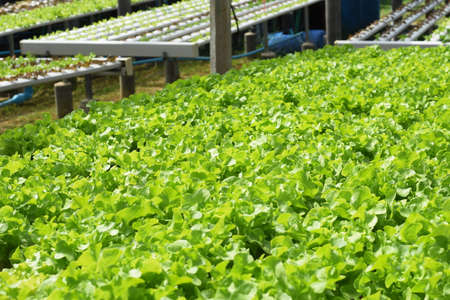 Organic hydroponic vegetable farm in thailand, selective focusの写真素材