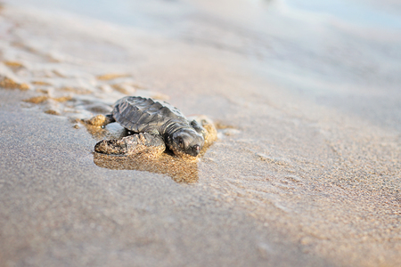 Tukik or Little Turlteの写真素材