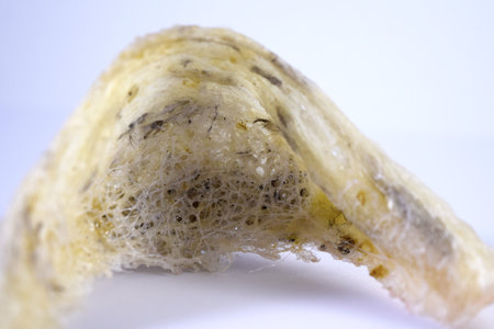 Birdnest as background. Suitable to be used for anything about investment in birdnest business.の写真素材