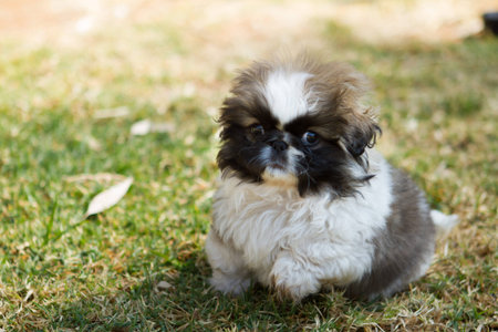 Cute Pekinese puppy sitting