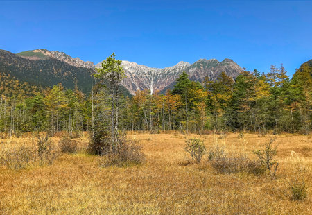 The tree changing color under the mountainsの写真素材
