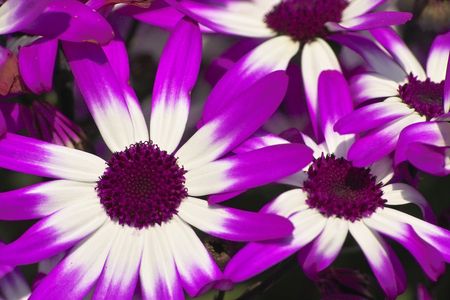 Purple Daisiesの写真素材