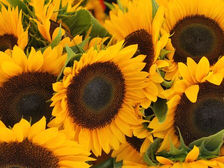 wild sunflowers growing on the side of the roadの写真素材