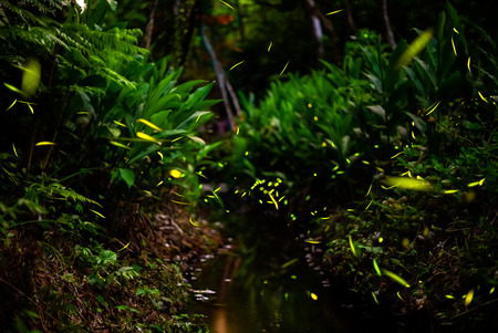 fireflies in the bush by streamの写真素材