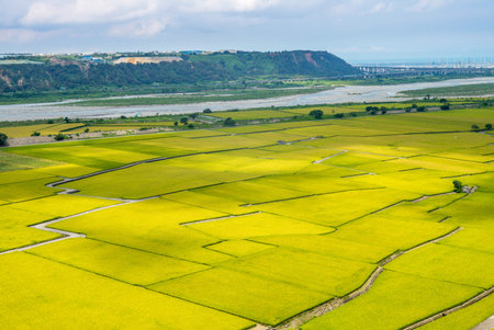 Rice field of Lotus valley in Waipu, Taichung, Taiwan