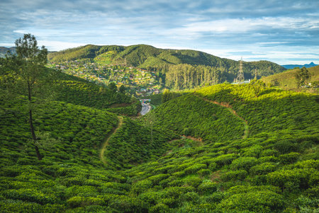 scenery of tea garden at sri lanka