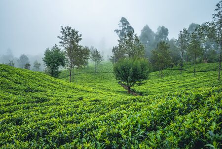 scenery of tea garden at sri lankaの写真素材