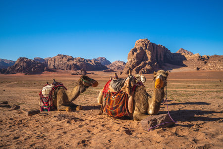 camel in the wadi rum desert, southern jordan