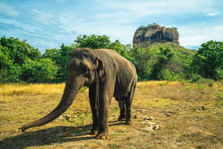 elephant and the lion rock as background in sigiriya, sri lanka.の写真素材