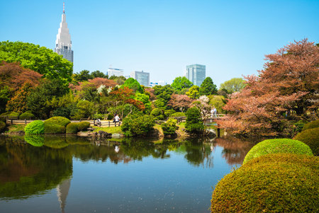 Shinjuku Gyoen with cherry blossom in tokyo, japanのeditorial素材