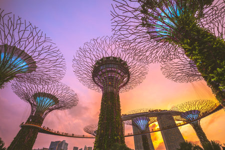 August 11, 2018: Supertree grove at marina bay garden in singapore, were conceived and designed by Grant Associates. Each supertree has its own planted character and specific environmental function.のeditorial素材