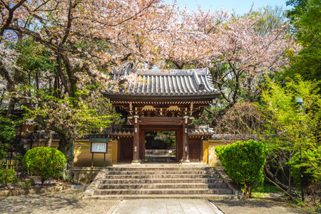 Homyoji temple with cherry blossom located in Tokyo city, Japanの写真素材