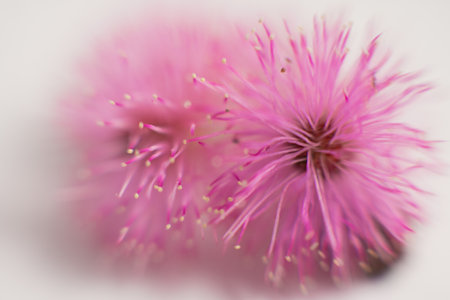 exotic flowers with powerful colors in white backgroundの写真素材