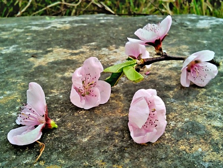 Spring Cherry blossoms on a dark stoneの素材