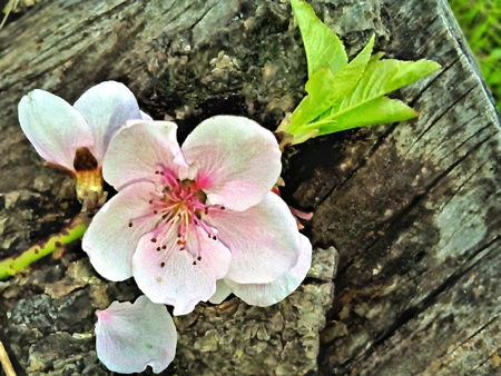 Pink Cherry blossoms on a wooden logの素材