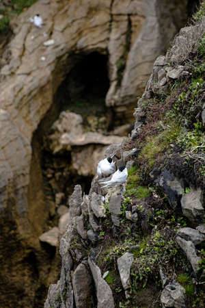 White-fronted Tern, nesting on the Pancake Rocks, Punakaiki, New Zealand. Locally known as Taraの写真素材