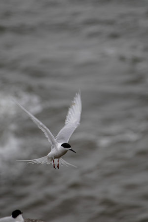 White-fronted Tern, nesting on the Pancake Rocks, Punakaiki, New Zealand. Locally known as Tara