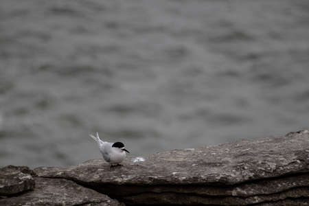 White-fronted Tern, nesting on the Pancake Rocks, Punakaiki, New Zealand. Locally known as Taraの写真素材