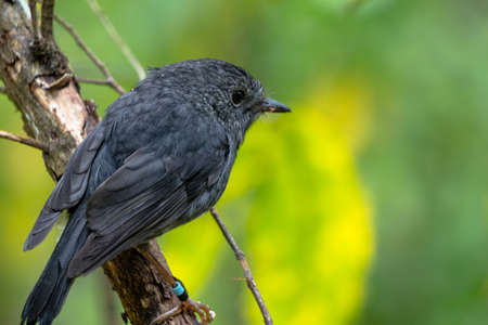 North Island Robin, or Toutouwai in the bush, New Zealandの写真素材