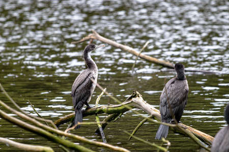 Pied Shag, Wellington region in New Zealand. Nesting near the water.の写真素材