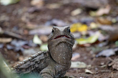 Tuatara, the prehistoric native reptile from New Zealand. Shot in Otorohangaの写真素材