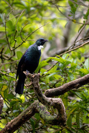 New Zealand Tui perched in a tree surveying its land, Wellingtonの写真素材