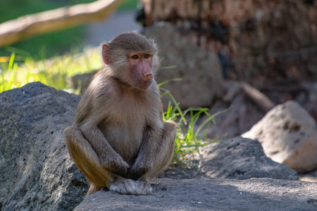 Young Hamadryas baboon sitting on a rock, with crumbs on its lips