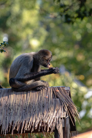 Spider Monkey eating some food, sitting on a hut. Trees in background
