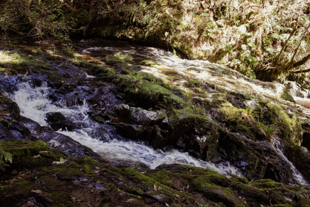 Mclean Falls, Catlins, South Island, New Zealand October shot