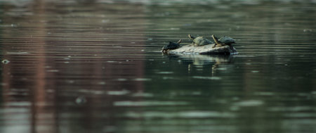 turtles resting in a pondの写真素材