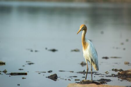 Bird in resting in a pondの写真素材