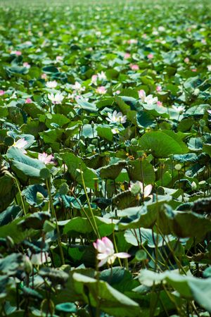 Lily pads covering a pondの写真素材