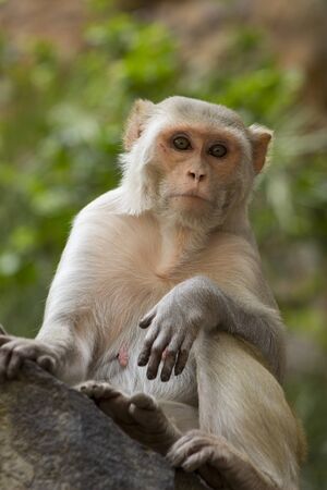 Rhesus monkey in the Indian jungleの写真素材