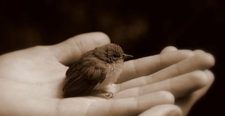 Bird in hand (black and white)の写真素材