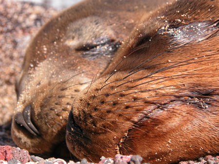 Seals cuddlingの写真素材