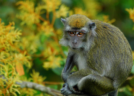 Long-tailed Macaque の写真素材