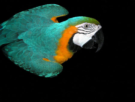 Blue and yellow Macawの写真素材