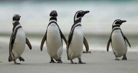 Four Magellanic Penguinsの写真素材