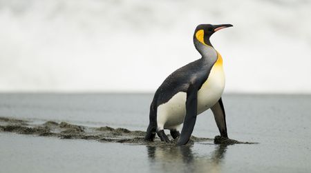 King Penguin on all foursの写真素材
