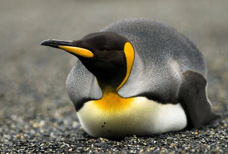 King Penguin on belly in the sandの写真素材