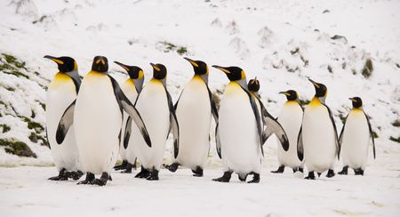 King Penguins marching togetherの写真素材
