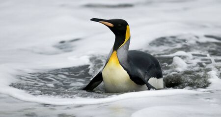 King penguin on belly in waterの写真素材