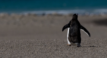 Back of walking penguinの写真素材