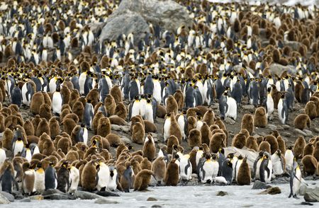 King Penguin colony at South Georgiaの写真素材