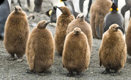 Group of king penguin chicks - South Georgiaの写真素材