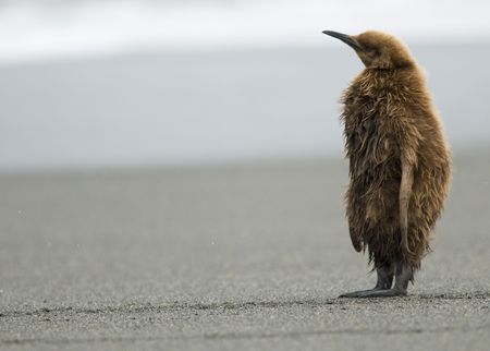 Lonely king penguin chick - South Georgiaの写真素材