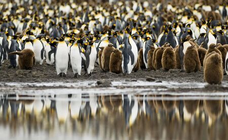 King penguin colony with water reflection - South Georgiaの写真素材