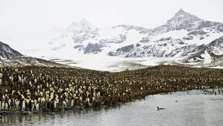 King penguin colony - South Georgiaの写真素材