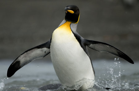 King penguin splashing in waterの写真素材
