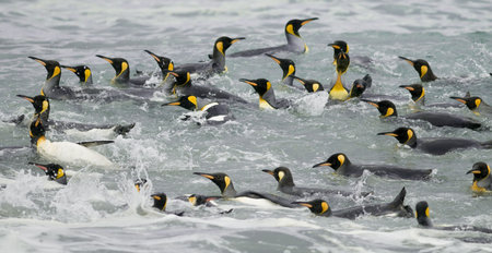 Group of king penguins swimmingの写真素材